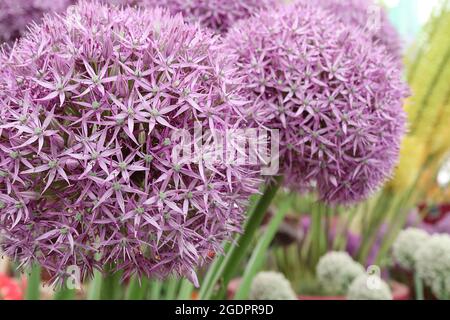 Allium ‘Pinball Wizard’ dichte kugelförmige Dolden sternförmiger violetter Blüten auf mittleren Stielen, Juli, England, Großbritannien Stockfoto