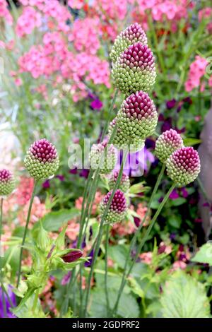 Allium sphaerocephalon drumstick allium – dichter eiförmiger Haufen tiefvioletter Blüten, Juli, England, Großbritannien Stockfoto