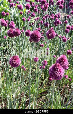 Allium sphaerocephalon drumstick allium – dichter eiförmiger Haufen tiefvioletter Blüten, Juli, England, Großbritannien Stockfoto