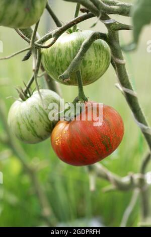 Reife Tomaten der Sorte Striped Chocolate auf einem Ast Stockfoto