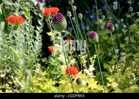 Allium sphaerocephalon drumstick allium – dichter eiförmiger Haufen tiefvioletter Blüten, Juli, England, Großbritannien Stockfoto