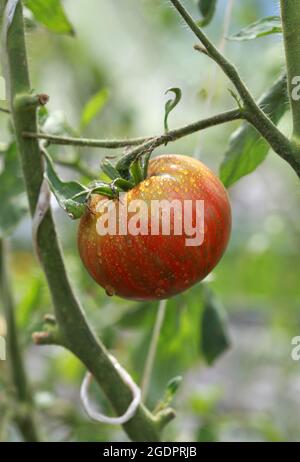 Reife Tomate der Sorte Striped Chocolate auf einem Zweig Stockfoto