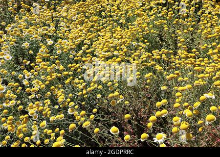 Anthemis tinctoria ‘Sauce Hollandaise’ Dyer’s Kamille Sauce Hollandaise – weiße und cremefarbene Blüten mit gelbem Zentrum, Juli, England, Großbritannien Stockfoto