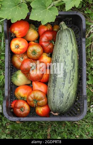 Reife Tomaten und Zucchini in einer Gemüsekiste Stockfoto