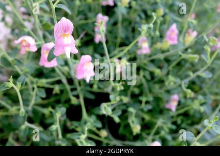 Antirrhinum charidemi snapdragon Charidemi – weit auseinander liegende Cluster von mittelrosa Blüten mit violetten Adern und gelb-weißem Gaumen, Juli, England, Stockfoto