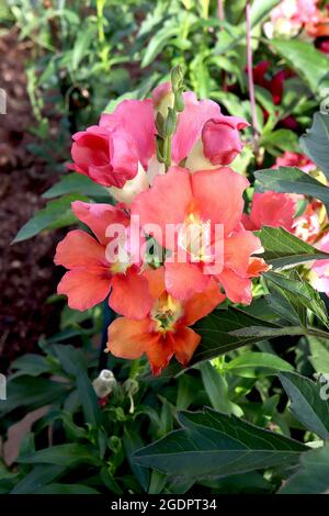 Antirrhinum majus ‘Chantilly Bronze’ snapdragon Chantilly Bronze – Blütenspitzen von nach oben zeigend tiefrosa orangen Blüten mit weißem röhrenförmigem Boden, Stockfoto