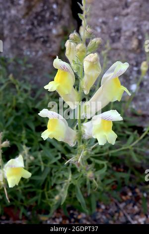 Antirrhinum siculum sizilianischer snapdragon – lockere Raceme aus cremefarbenen Blüten mit violetten Adern und markantem gelben Gaumen, Juli, England, Großbritannien Stockfoto