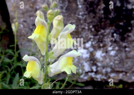 Antirrhinum siculum sizilianischer snapdragon – lockere Raceme aus cremefarbenen Blüten mit violetten Adern und markantem gelben Gaumen, Juli, England, Großbritannien Stockfoto