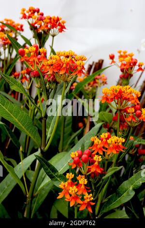 Asclepias tuberosa Schmetterlingskraut – Haufen kleiner aufrechter gelber Blüten und heruntergedrehter orangefarbener Blütenblätter, Juli, England, Großbritannien Stockfoto