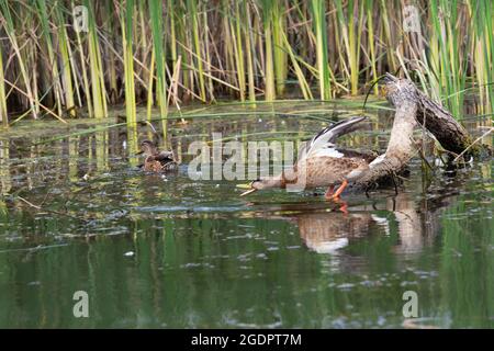 Wasservögel Wildente schwimmen im grünen Schlamm in einem sumpfigen See auf dem Wasser zwischen den Grashalmen Stockfoto