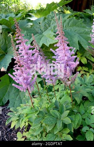 Astilbe x arendsii ‘Flamingo’ falscher Ziegenbart – federleichte Federn winziger rosa Blüten, Juli, England, Großbritannien Stockfoto