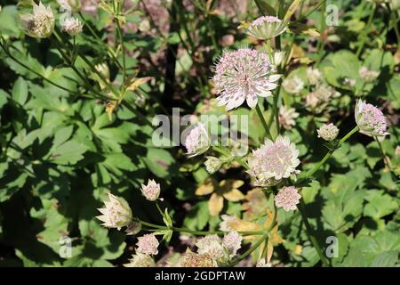 Astratia Major ‘Buckland’ Masterwort Buckland – blassrosa röhrenförmige Blüten mit grün-spitzen weißen Brakten, Juli, England, Großbritannien Stockfoto