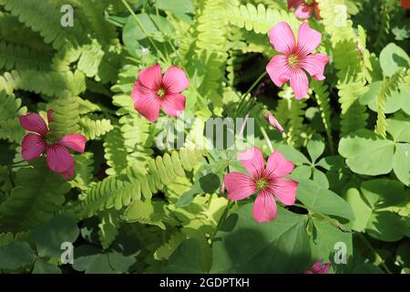 Blechnum penna-Marina alpiner Wasserfarn – gefiederte frische grüne Wedel Oxalis rosea pink woodsorrell – tiefrosa salbenförmige Blüten, Juli, England, Stockfoto