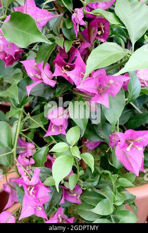 Bougainvillea ‘Sabine’ kleine röhrenförmige Blüten, umgeben von tiefrosa Blütenblättern, eiförmig akuminierten dunkelgrünen Blättern, Juli, England, Großbritannien Stockfoto