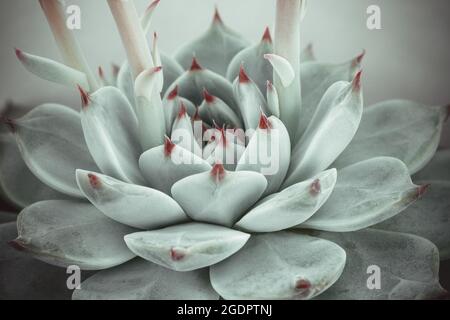 Sukulente Pflanze auf hellem Hintergrund. Rosette aus pastellfarbenem himmelblauen echeveria mit roten Spitzen. Hochwertige Fotos Stockfoto