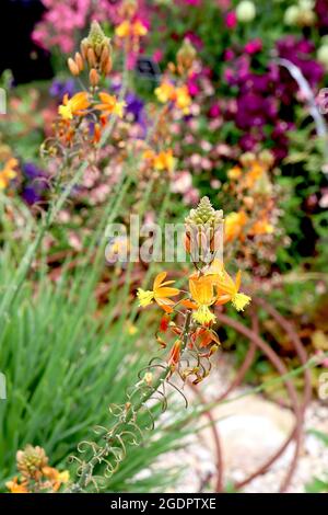 Bulbine frutescens ‘Hallmark’ gestielter bulbine Hallmark – Trauben aus flauschigen gelben Blüten und rekurvierten orangen Blütenblättern an hohen Stielen, Juli, England, Großbritannien Stockfoto