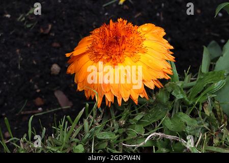 Calendula officinalis ‘Crown Orange’ Topf Ringelblume Crown Orange – orange Blüten mit gelbem Halo und gekröntem Zentrum, Juli, England, Großbritannien Stockfoto