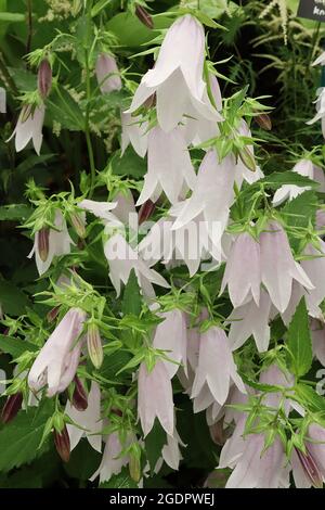 Glockenblume Glockenblume Glockenblume Glockenblume - hängende glockenförmige weiße Blüten, violett gefärbt, Juli, England, ‘ Stockfoto