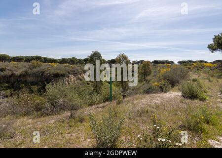 Ein Kiefernwald im Nationalpark Doñana, in der Provinz Huelva, Spanien Stockfoto