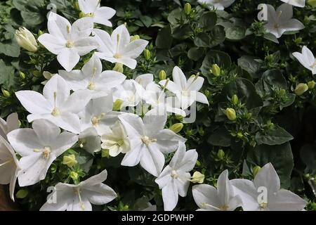 Campanula isophylla ‘Alba’ Italienische Glockenblume Alba - Gruppen von weißen, offenen Blüten mit länglicher Form, Juli, England, Großbritannien Stockfoto