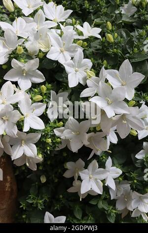 Campanula isophylla ‘Alba’ Italienische Glockenblume Alba - Gruppen von weißen, offenen Blüten mit länglicher Form, Juli, England, Großbritannien Stockfoto