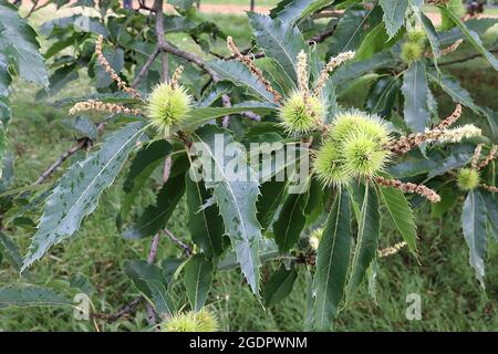 Castanea sativa Edelkastanie – hellgrüne, stachelige Samenhülle, lange, schlanke, hellgelbe Kätzchen und gezahnte Blätter, Juli, England, Großbritannien Stockfoto