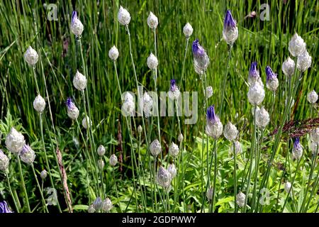 Catananche caerulea Cupids DART – schimmernde eiförmige Pappmaché-Bracts, Juli, England, Großbritannien Stockfoto