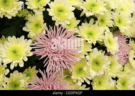 Chrysantheme ‘Skomer Pink’ staubige rosa Blüten mit röhrenförmigen, eingekerbten Blütenblättern, Chrysantheme ‘Swan Cream’ cremefarbene Blüten mit hellgelber, grüner Mitte Stockfoto