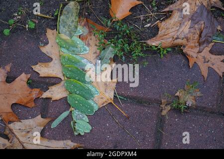 Nahaufnahme von bunten Herbstblättern mit Wassertropfen, die auf dem nassen Boden liegen Stockfoto