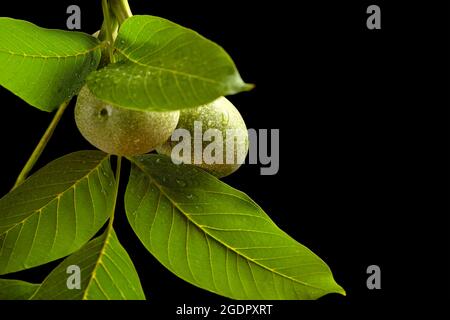 Walnuss. Ein Zweig einer Walnuss mit unreifen Früchten und grünen Blättern mit Regentropfen isoliert auf einem schwarzen Hintergrund. Stockfoto