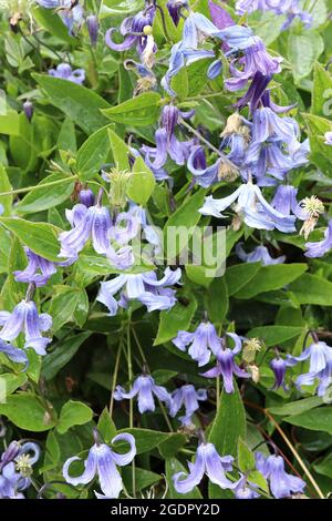 Clematis integrifolia ‘Blue Ribbons’ lavendelblaue glockenförmige Blüten mit vollständig rekurvierten, verdrehten Blütenblättern, Juli, England, Großbritannien Stockfoto