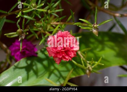 Eine schöne, doppelte portulaca grandiflora mit roten Blütenblättern vor einem verschwommenen Naturhintergrund von Pflanzen mit grünen Blättern. Stockfoto
