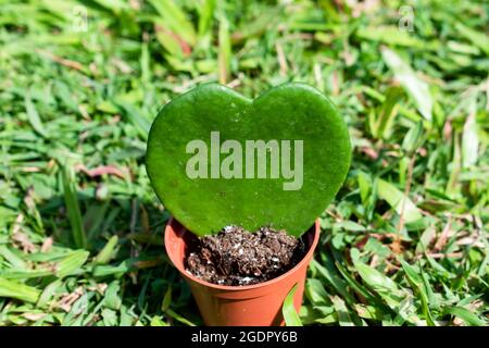 Ein einziges grünes, saftig, Blatt eines hoya kerrii oder Liebsten hoya. Die kleine Pflanze sitzt in einem Topf vor einem verschwommenen Naturhintergrund aus Gras. Stockfoto