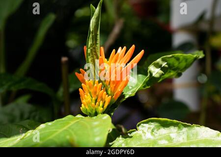 Ein justicia spicigera oder Schleimbusch, der in einem Cluster wächst. Der Strauß orangefarbener Blüten ist von einer verschwommenen Natur aus grünen Blättern und Pflanzen umgeben. Stockfoto