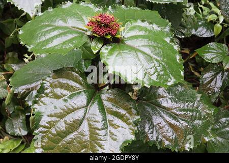 Clerodendrum bungei BLÜTENKNOSPEN Rose Glory Bower – aufrechte Trauben von purpurroten Blütenknospen auf großen, breiten, eiigen, dunkelgrünen Blättern, Juli, Großbritannien Stockfoto