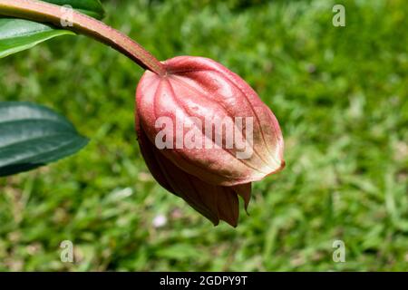 Eine rosafarbene, auffällige medinilla magnifica-Blume vor einem verschwommenen Naturhintergrund aus grünen Blättern und Gras. Stockfoto