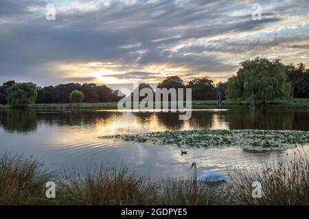 Heron-Teich im Buschy Park vor Sonnenuntergang an einem Sommerabend, wenn ich auf öffentlichem oder privatem Grundstück bin, bin ich bereit, die volle Verantwortung für jede Kopie zu übernehmen Stockfoto