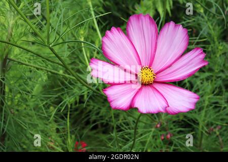 Cosmos bipinnatus ‘Candy Stripe’ blassrosa schalenförmige Blüten mit karmesinroten Rändern und fedrigen Blättern, Juli, England, Großbritannien Stockfoto