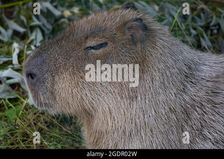 Das größte Nagetier, die Capybara, liegt auf dem grünen Gras. Die Capybara schielt gegen die Sonne. Entspannen Sie Sich. Nahaufnahme eines Tieres Stockfoto