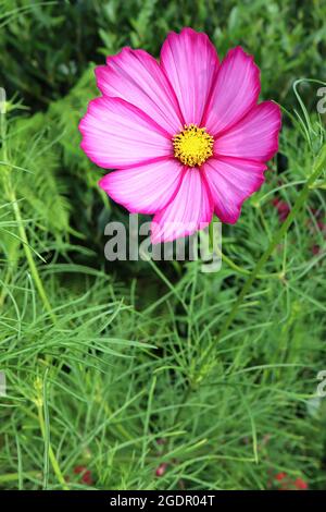 Cosmos bipinnatus ‘Candy Stripe’ blassrosa schalenförmige Blüten mit karmesinroten Rändern und fedrigen Blättern, Juli, England, Großbritannien Stockfoto