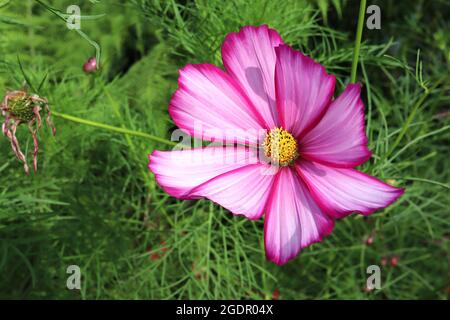 Cosmos bipinnatus ‘Candy Stripe’ blassrosa schalenförmige Blüten mit karmesinroten Rändern und fedrigen Blättern, Juli, England, Großbritannien Stockfoto