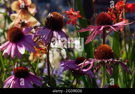 Biene auf Echinacea purpurea Stockfoto