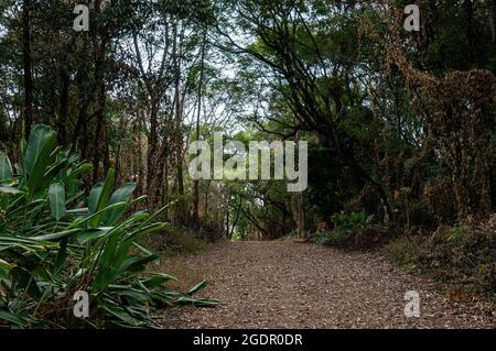 Abschnitt eines bergauf Schotterweg in der Mitte des Waldgarten Wanderweg von Minas Gerais Federal University botanischen Garten gefunden - UFMG. Stockfoto