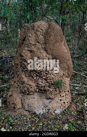 Ein riesiges Termitennest in der Mitte des Waldgarten Wanderweg von Minas Gerais Federal University botanischen Garten gefunden - UFMG. Stockfoto