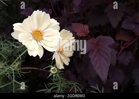 Cosmos bipinnatus ‘Xanthos’ Halbdoppelte cremefarbene schalenförmige Blüten mit weißem Halo, fedrigen Blättern, Juli, England, Großbritannien Stockfoto