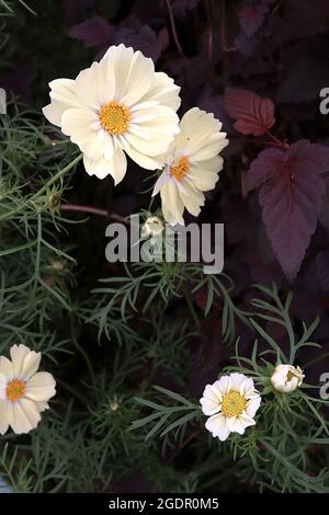 Cosmos bipinnatus ‘Xanthos’ Halbdoppelte cremefarbene schalenförmige Blüten mit weißem Halo, fedrigen Blättern, Juli, England, Großbritannien Stockfoto