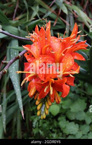 Crocosmia ‘Malahide Castle Red’ monbretia Malahide Castle Red - horizontal gezackte Racemes aus rot-orangen großen bis kleinen Blüten, gefaltettert schwertförmig Stockfoto