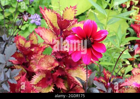 Dahlia ‘Bishop of Canterbury’ Misc class Group 10 halbdoppelte magentafarbene Blüten, dunkles Laub, Juli, England, Großbritannien Stockfoto