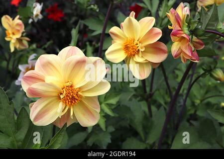 Dahlia ‘Bishop of York’ Single-flowered Dahlia Group 1 Single blass yellow Flowers with dusky pink wash, July, England, UK Stockfoto