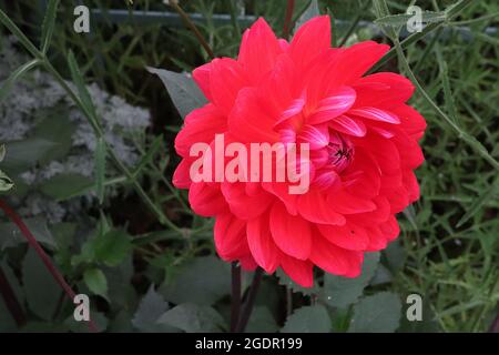 Dahlia ‘Christopher Taylor’ Waterlily Dahlia Group 4 rot-rosa Blüten mit breiten Röschen, Juli, England, Großbritannien Stockfoto